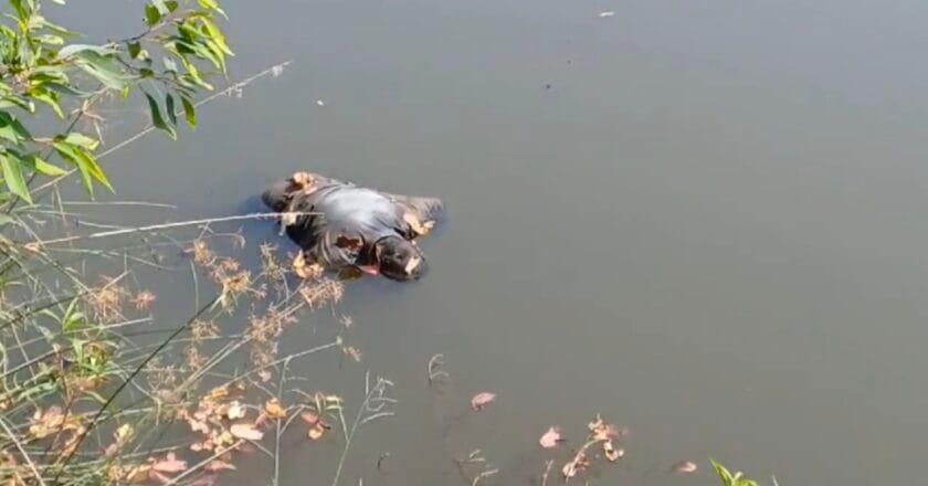 हटकुल नदी में मिली अज्ञात युवक की लाश ,मौके पर पहुंची पुलिस