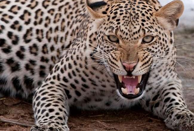 विधायक के निज सहायक के आवास में घुसा तेंदुआ, शाम होते ही जंगल की ओर भागा, वन अमला एलर्ट 