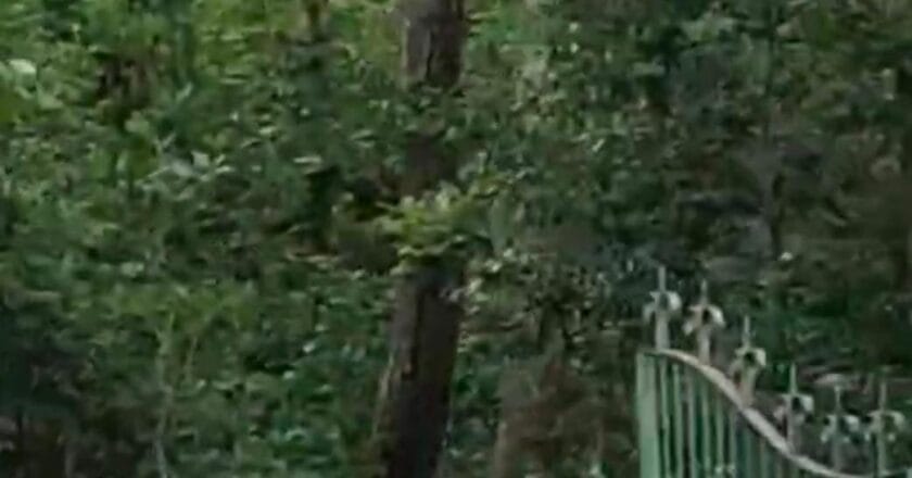 केशकाल घाट में नजर आया हिरणों का झुंड, फूलों की घाटी की सुंदरता और निखरी