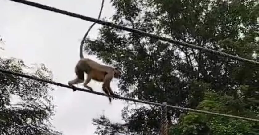 बंदरों की कमांडो ट्रेनिंग, जवानों की बंदरों ने उतारी नकल , खूब वायरल हो रहा वीडियो