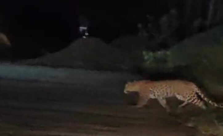 तेंदुआ ,भालू और हाथी जानिए किस जिले को लोग कहने लगे जंगल सफारी