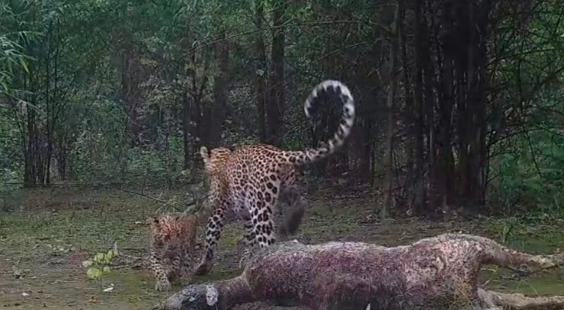 सीतानदी टाइगर रिजर्व से आई सुंदर तस्वीर, मादा तेंदुए के साथ खेलते दिखे शावक 