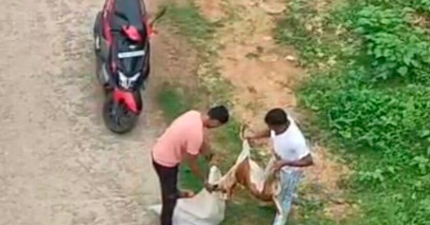 बेजुबानों पर किसने चलाई गोली, सच और अफवाह के बीच उलझी कहानी, पुलिस पर उठे सवाल