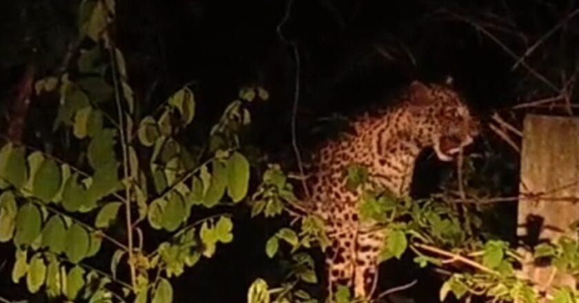 गांव से लेकर शहर तक तेंदुए की दहशत, कांकेर जिले में तेंदुए ने मचाया आतंक