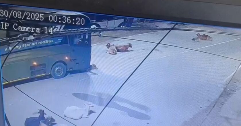 ये दुर्घटना नहीं क्रूरता है, बस चालक ने मवेशी को जबरन कुचला, देखिए हैरान करने वाला सीसीटीवी फुटेज