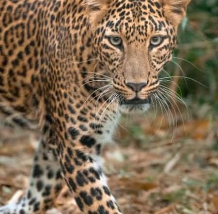 फिर तेंदुए की आमद, शहर से लेकर गांव तक तेंदुए की दहशत,घरों से निकलने में डर रहे लोग