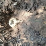 नक्सलियों की एक और  साजिश नाकाम, 9 आईईडी बरामद, ऑपरेशन तेज